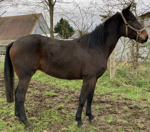 Pouliniere KOMET DE LA COUDRE