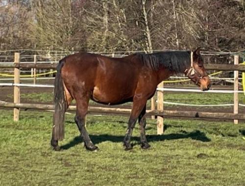 Pouliniere BRESCIA TURGOT