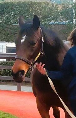 Pouliniere BEST STAR