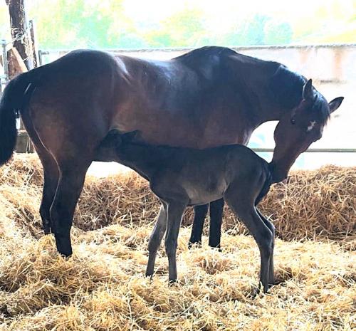 Pouliniere BEST STAR