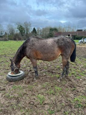 Pouliniere BEST STAR