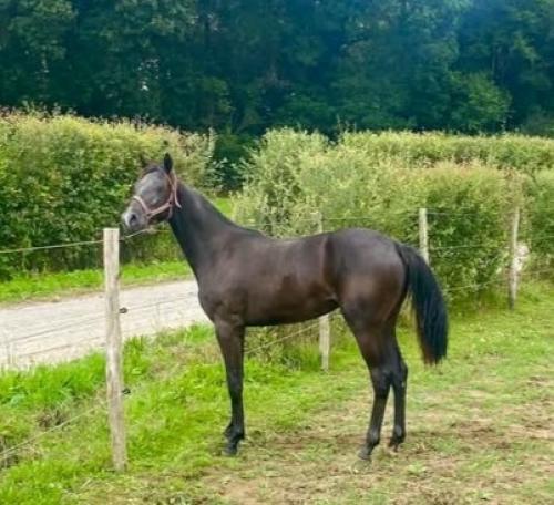 Pouliniere MILLA DU VIVIER