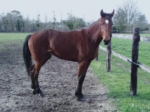 Pouliniere Nasta Vedaquaise