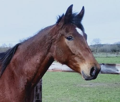 Pouliniere Nasta Vedaquaise