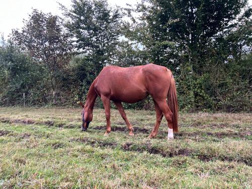 Pouliniere JEHOLINE DE BIRAC