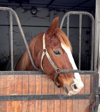 Pouliniere KETMIE DE BABEL