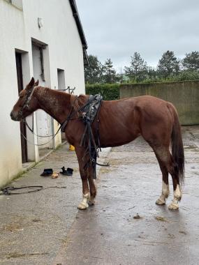 Pouliniere KETMIE DE BABEL