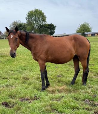 Pouliniere ARENA VA BENE