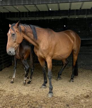 Pouliniere ARENA VA BENE