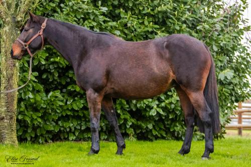 Pouliniere APPLE SPEED