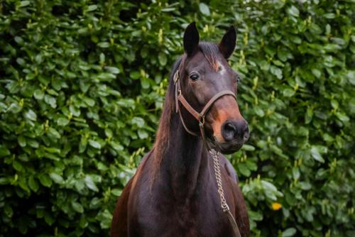 Pouliniere APPLE SPEED