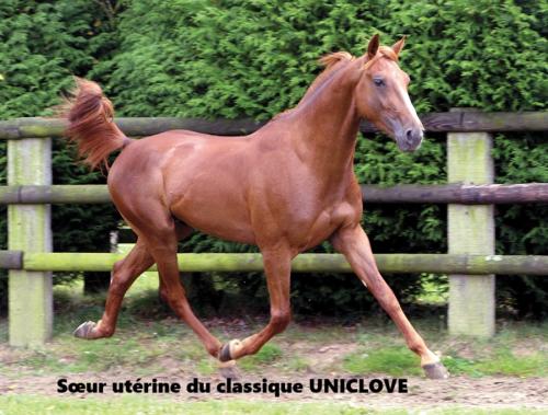 Pouliniere EVIDENCE DESTINEE