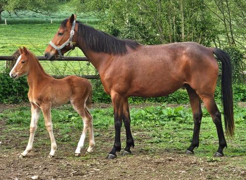 Pouliniere IMAGE ETOILEE