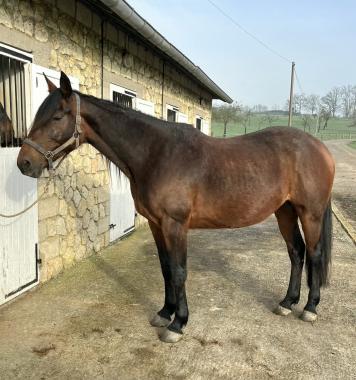 Pouliniere DARLING DU COGLAIS