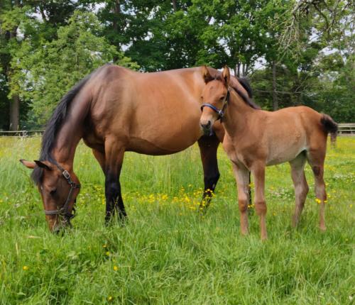 Pouliniere BELLISSIMA DUBRIO