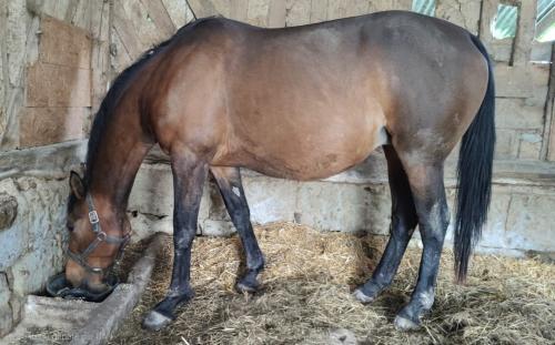 Pouliniere BELLISSIMA DUBRIO