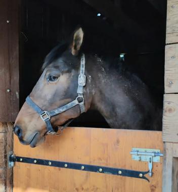 Pouliniere BELLISSIMA DUBRIO