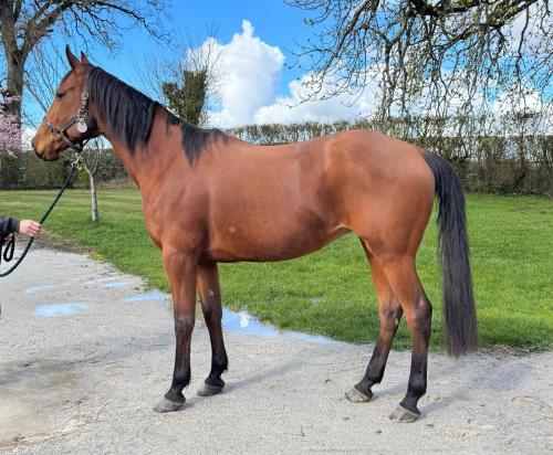 Pouliniere GALLA DI QUATTRO