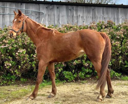 Pouliniere JUNTA DE PRAT GUEN