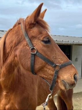 Pouliniere JUNTA DE PRAT GUEN