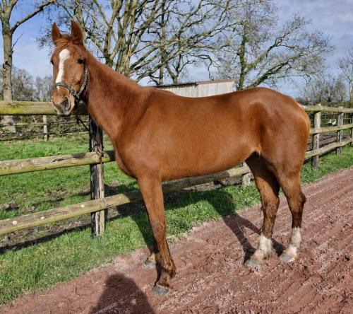 Pouliniere LAYLA SONG