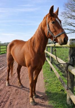 Pouliniere LAYLA SONG