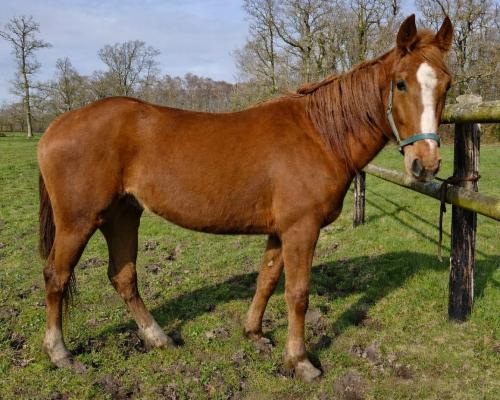 Pouliniere LAYLA SONG