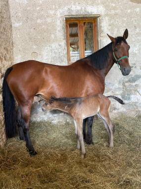 Pouliniere DARLING DE L'ETRE