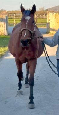 Pouliniere JULIA GEORGE