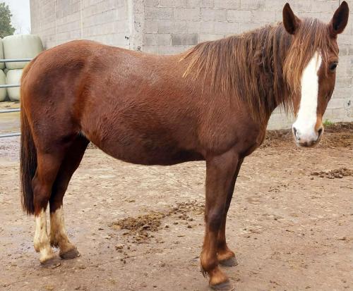 Pouliniere FORTUNA DU HOCQUET