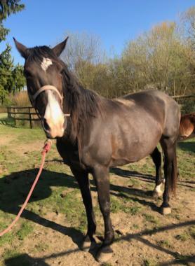 Pouliniere BELLA JET