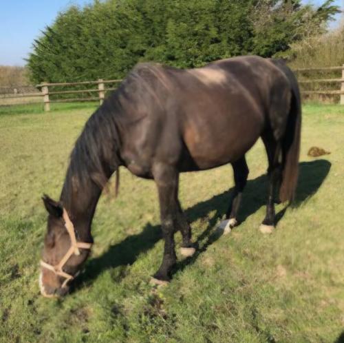 Pouliniere BELLA JET