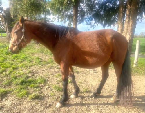 Pouliniere Etoile Des Vals