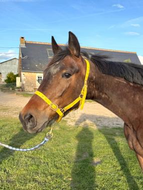 Pouliniere KEZIAH DE NAPPES
