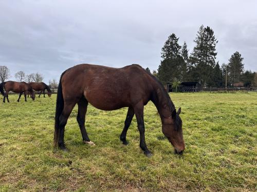 Pouliniere ELENA DE PIENCOURT