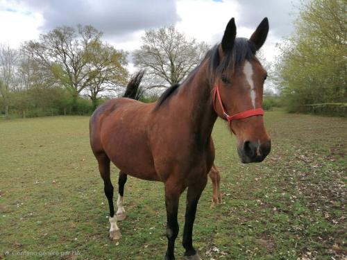 Pouliniere CHIPIE DE FOKISSAR