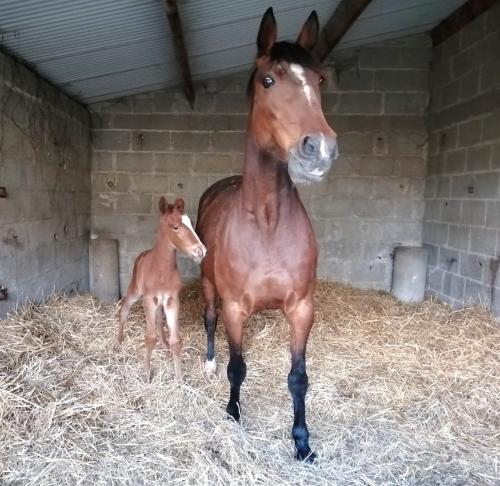 Pouliniere CHIPIE DE FOKISSAR