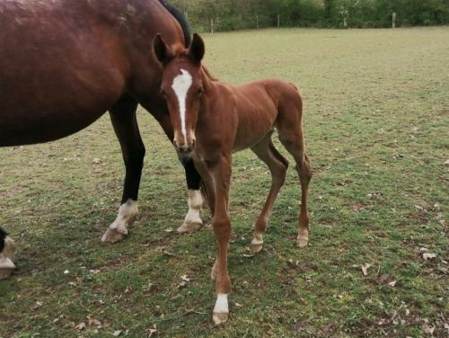 Pouliniere CHIPIE DE FOKISSAR