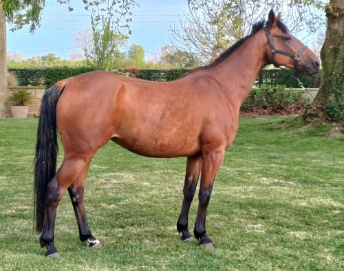 Pouliniere Jade De Blary