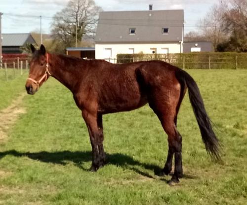 Pouliniere LAVANDE DE ROCHE