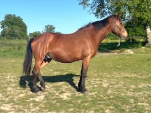 Pouliniere Vincennes Gitane