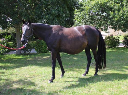 Pouliniere Candie D'atout