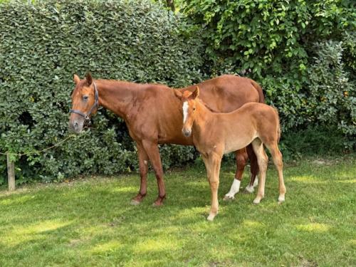 Pouliniere GIRL DE NARMONT