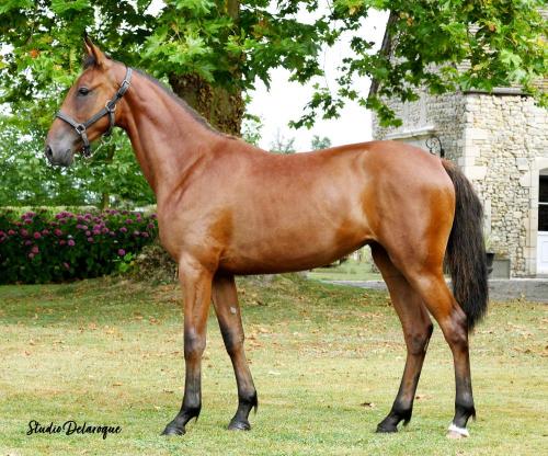 Pouliniere NOA DE BLARY