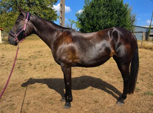 Pouliniere EBONY