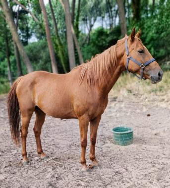 Pouliniere Fille De L'ouest