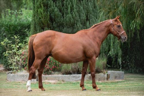 Pouliniere BEAUTY DU BELLAY