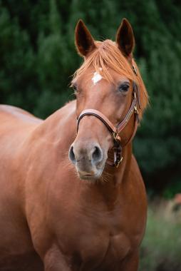 Pouliniere BEAUTY DU BELLAY