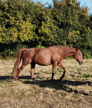 Pouliniere Glamour Delloise