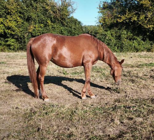 Pouliniere Glamour Delloise